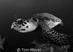 Cayman turtle, Nikon D200 10.5 lens by Tom Meyer 